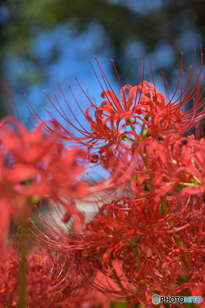 彼岸花