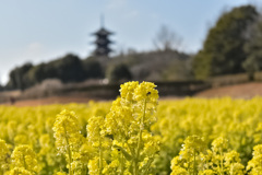 三重塔と菜の花