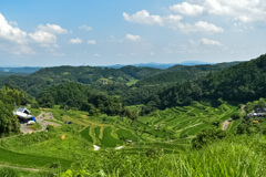 棚田