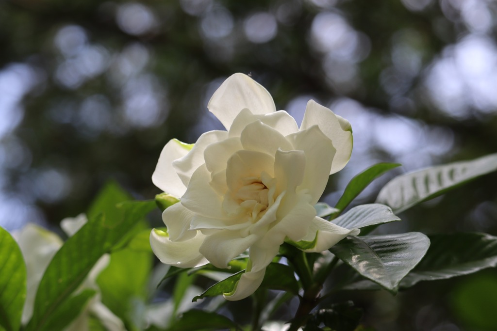 クチナシの花