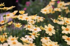 可憐な花たち