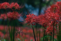彼岸花　2
