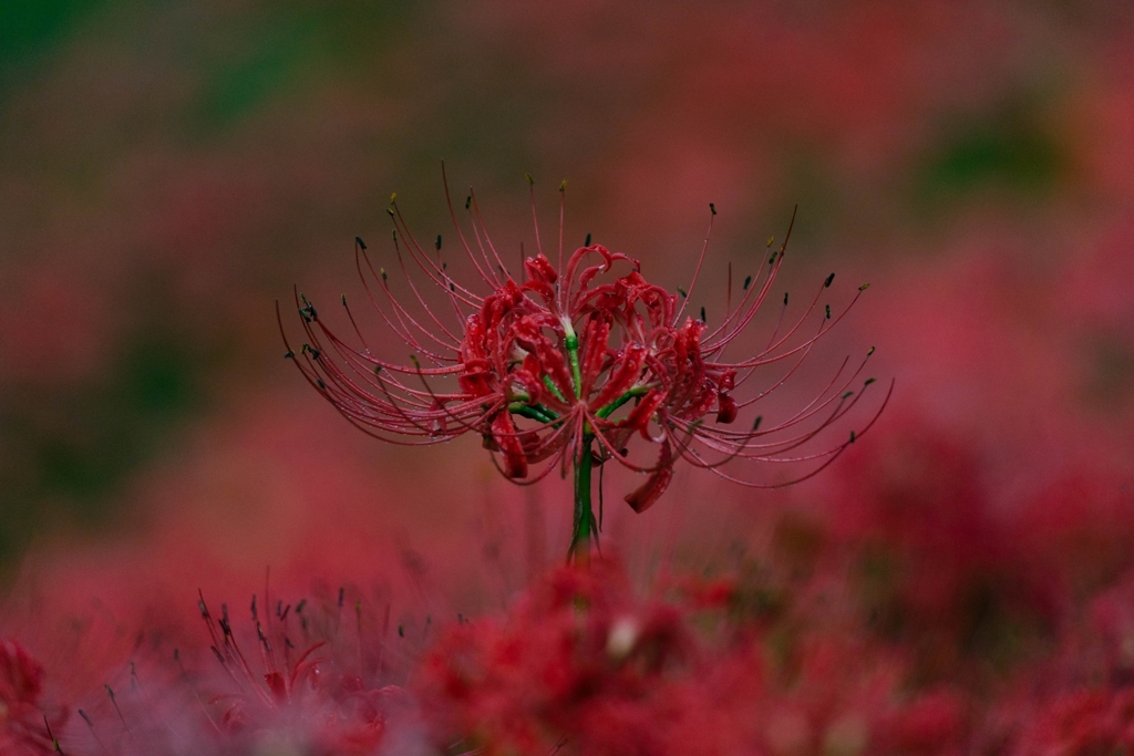 彼岸花　　1