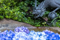 龍神と紫陽花