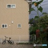 ヒマワリ