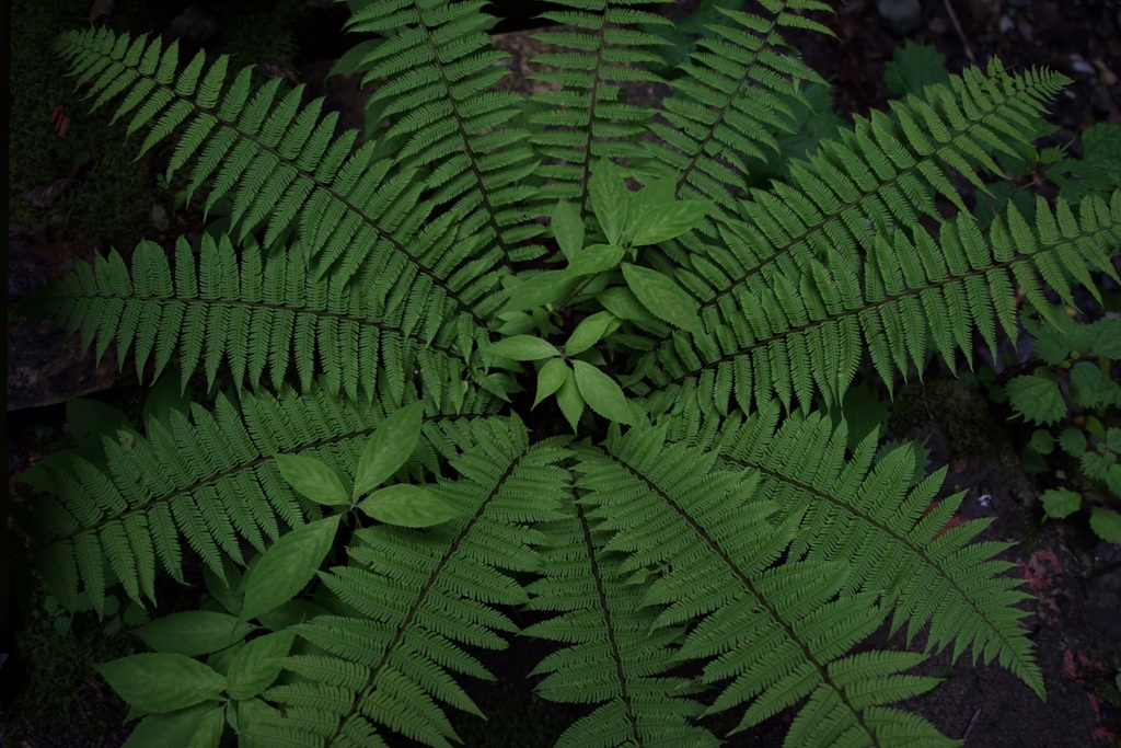 シダ