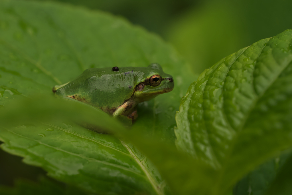 アマガエル