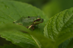 アマガエル