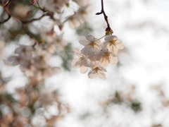 数年前の桜