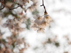 数年前の桜