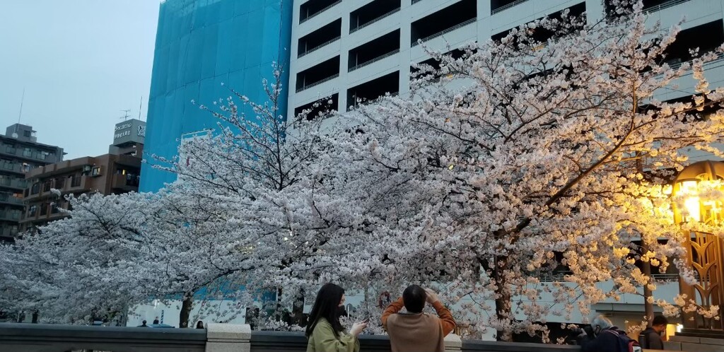 桜が恋しいです