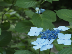 紫陽花
