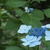 紫陽花