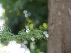 夏らしい草