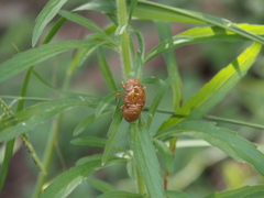 蝉の抜け殻