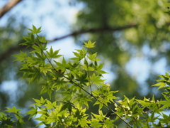 夏らしい草