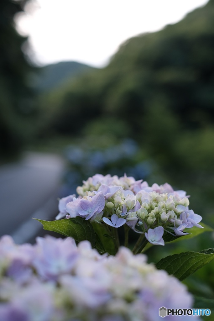 紫陽花ロード