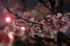 街道沿いの桜