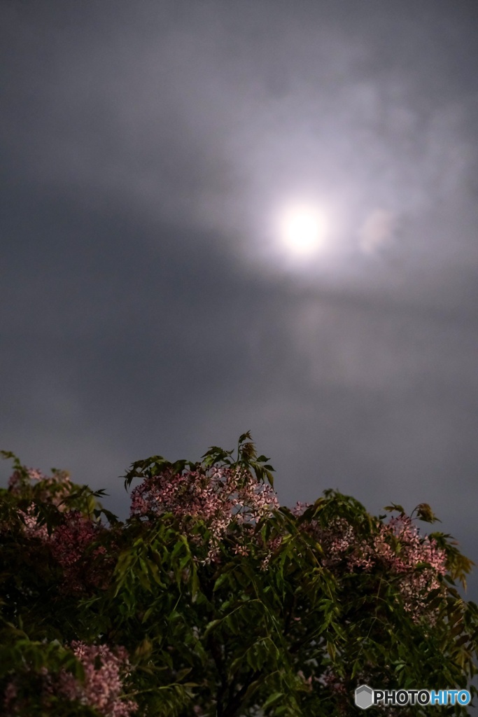 朧月夜の栴檀