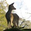 奈良公園荒池あたり３