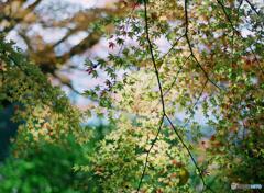 戒長寺紅葉