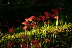 九品寺の彼岸花４