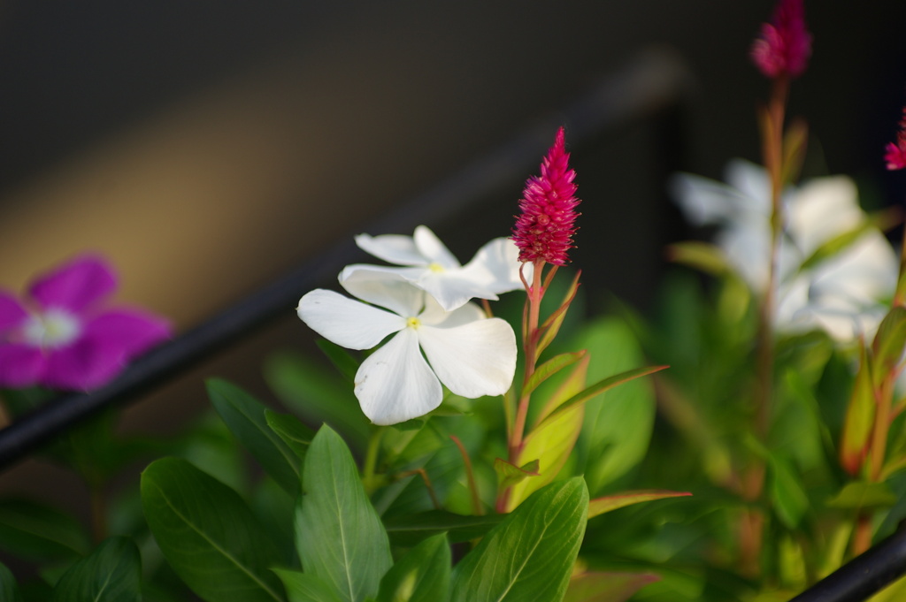 鉢植えに夕日