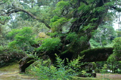 奈良公園　古木