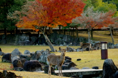 奈良公園荒池あたり１