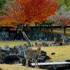 奈良公園荒池あたり１