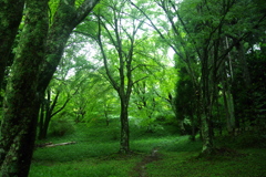 緑緑