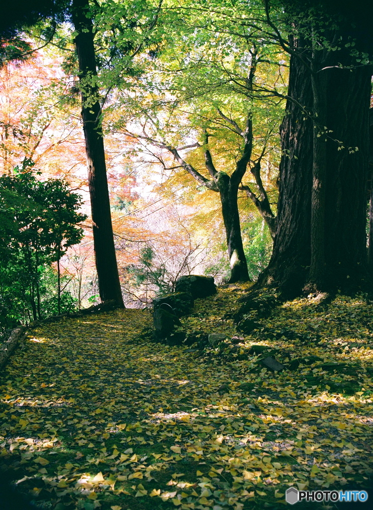 戒長寺銀杏