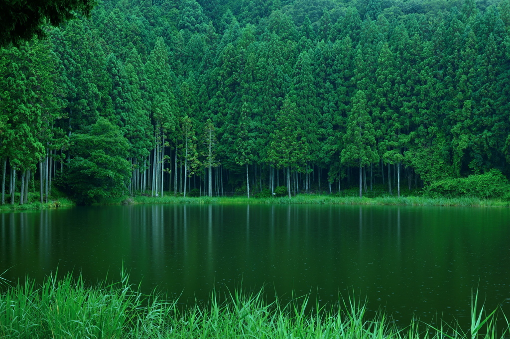 竜王が淵　雨