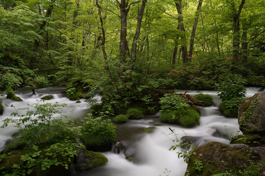 奥入瀬渓流