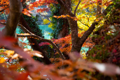 久米路峡の紅葉