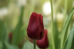 チューリップ