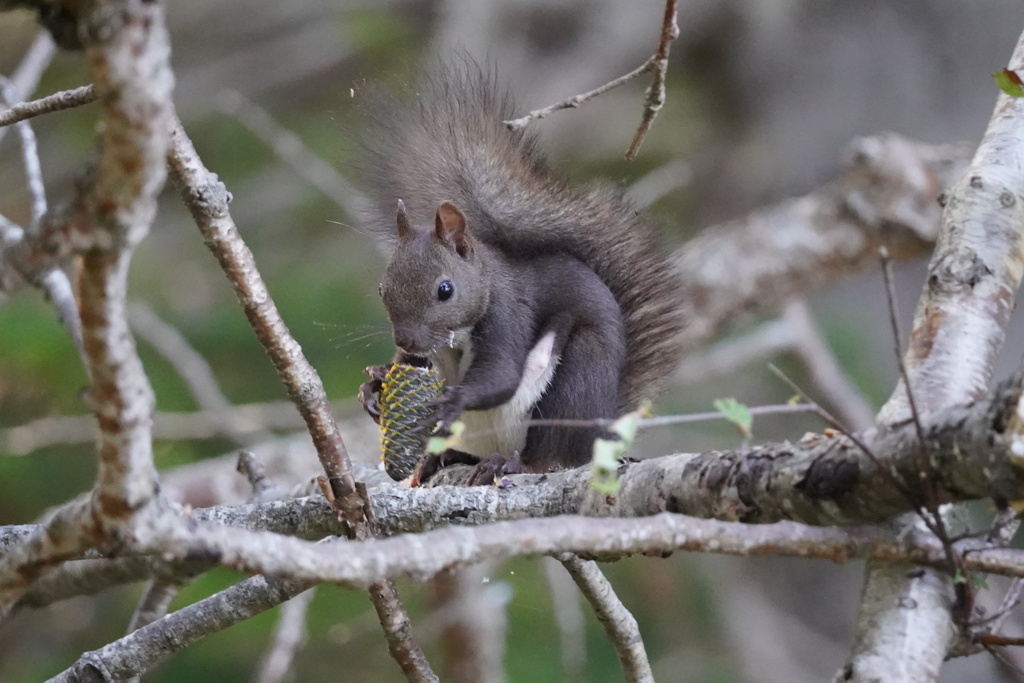 知床のエゾリス