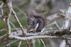 知床のエゾリス