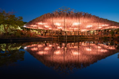 あしかがフラワーパーク