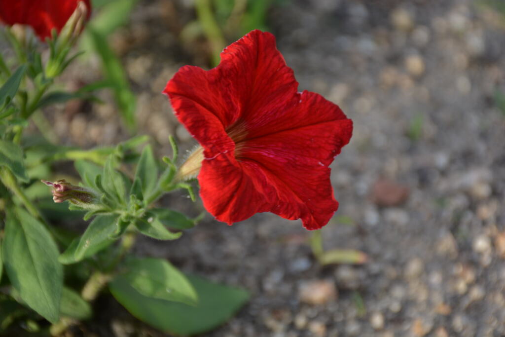 奇跡のハイビスカス