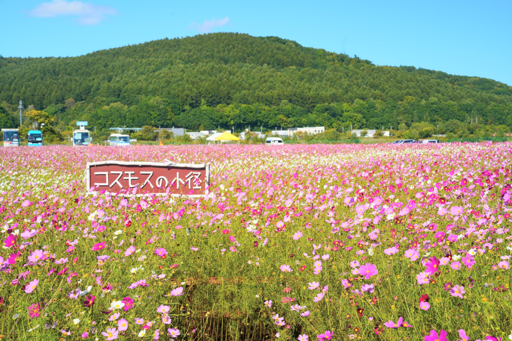 コスモスの小径