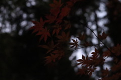 深紅①