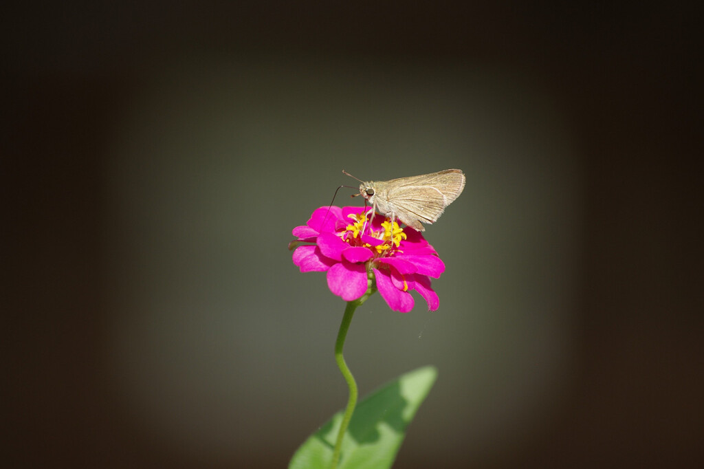 カワイイ花と蝶
