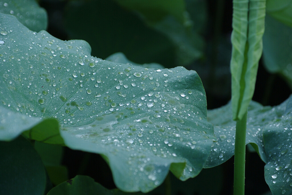 夜中に降った雨
