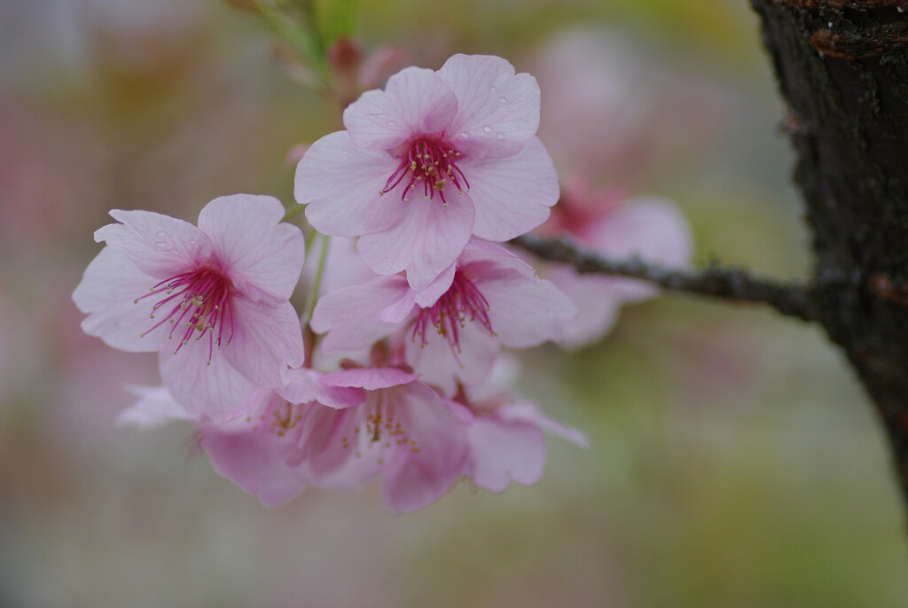 河津桜