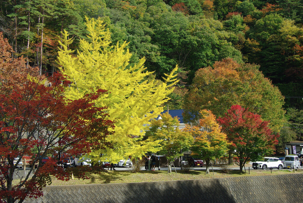 西湖Ｐの紅葉