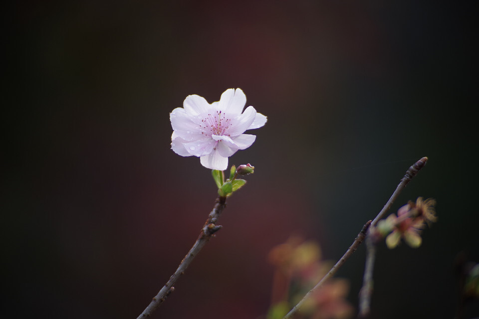 桜いちりん