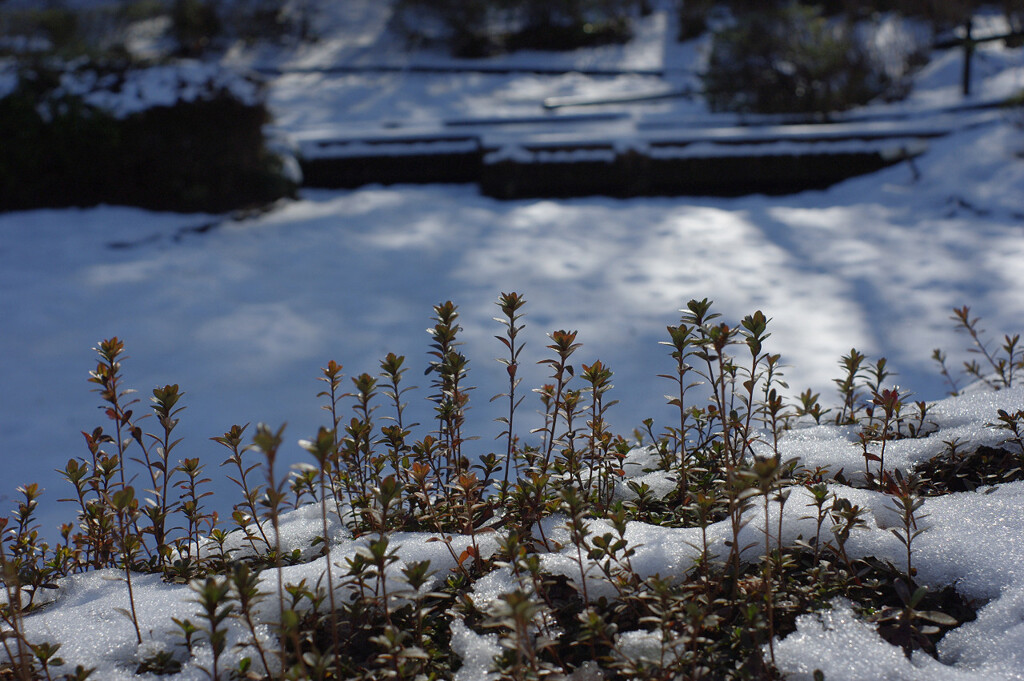 公園に雪が積もった