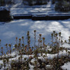 公園に雪が積もった