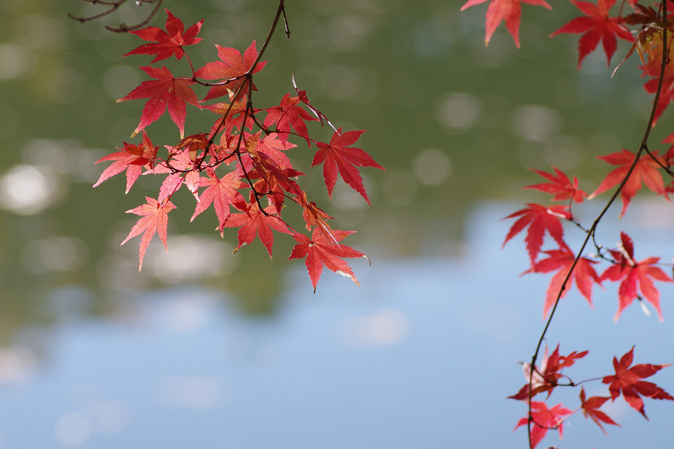 水面上の紅葉
